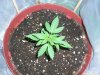 Fastbud2_7-22.JPG Fastbud2_7-22.JPG