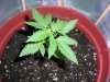 Fastbud3_7-22.JPG Fastbud3_7-22.JPG