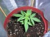 Fastbud5_7-22.JPG Fastbud5_7-22.JPG