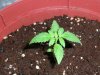 fastbud1_7-18.JPG fastbud1_7-18.JPG