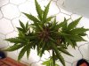 DSC03053.jpg