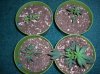 SR SEEDLINGS.JPG