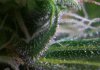 RUNTY TRICHS 1_ 7-28-11.jpg