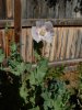DSCN1173.jpg