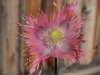 DSCN1188.jpg