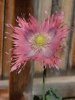 DSCN1186.jpg
