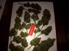 SD1 Harvest.jpg