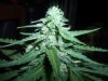 greenhouse 016.jpg