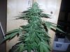 greenhouse 017.jpg