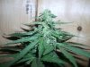 greenhouse 018.jpg