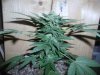 greenhouse 019.jpg