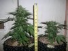 greenhouse 023.jpg