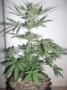 greenhouse 024.jpg