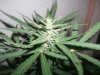 greenhouse 025.jpg