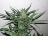 greenhouse 026.jpg