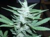 greenhouse 027.jpg