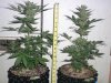 greenhouse 030.jpg