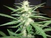 greenhouse 033.jpg