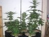 greenhouse 037.jpg