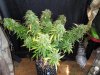 Mossys seeds 001.jpg