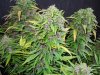 Mossys seeds 011.jpg
