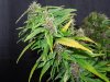 Mossys seeds 012.jpg
