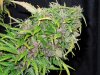 Mossys seeds 014.jpg