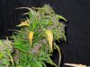 Mossys seeds 021.jpg