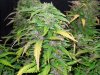 Mossys seeds 022.jpg