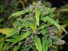 Mossys seeds 023.jpg