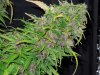 Mossys seeds 025.jpg