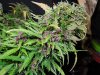 Mossys seeds 028.jpg
