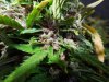 Mossys seeds 030.jpg