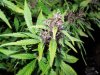 Mossys seeds 031.jpg