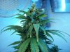 100_5273.jpg
