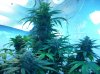 100_5285.jpg