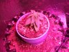 plant 003.jpg