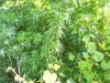 100_5599.jpg