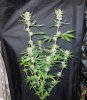 3rd MS Grow 004.jpg