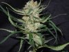3rd MS Grow 005.jpg
