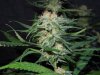 3rd MS Grow 008.jpg