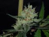 3rd MS Grow 009.jpg