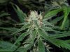 3rd MS Grow 011.jpg
