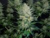3rd MS Grow 020.jpg