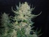 3rd MS Grow 023.jpg