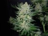 3rd MS Grow 026.jpg