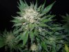 3rd MS Grow 030.jpg