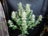 3rd MS Grow 040.jpg