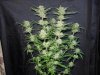 3rd MS Grow 041.jpg