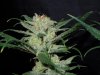 3rd MS Grow 046.jpg
